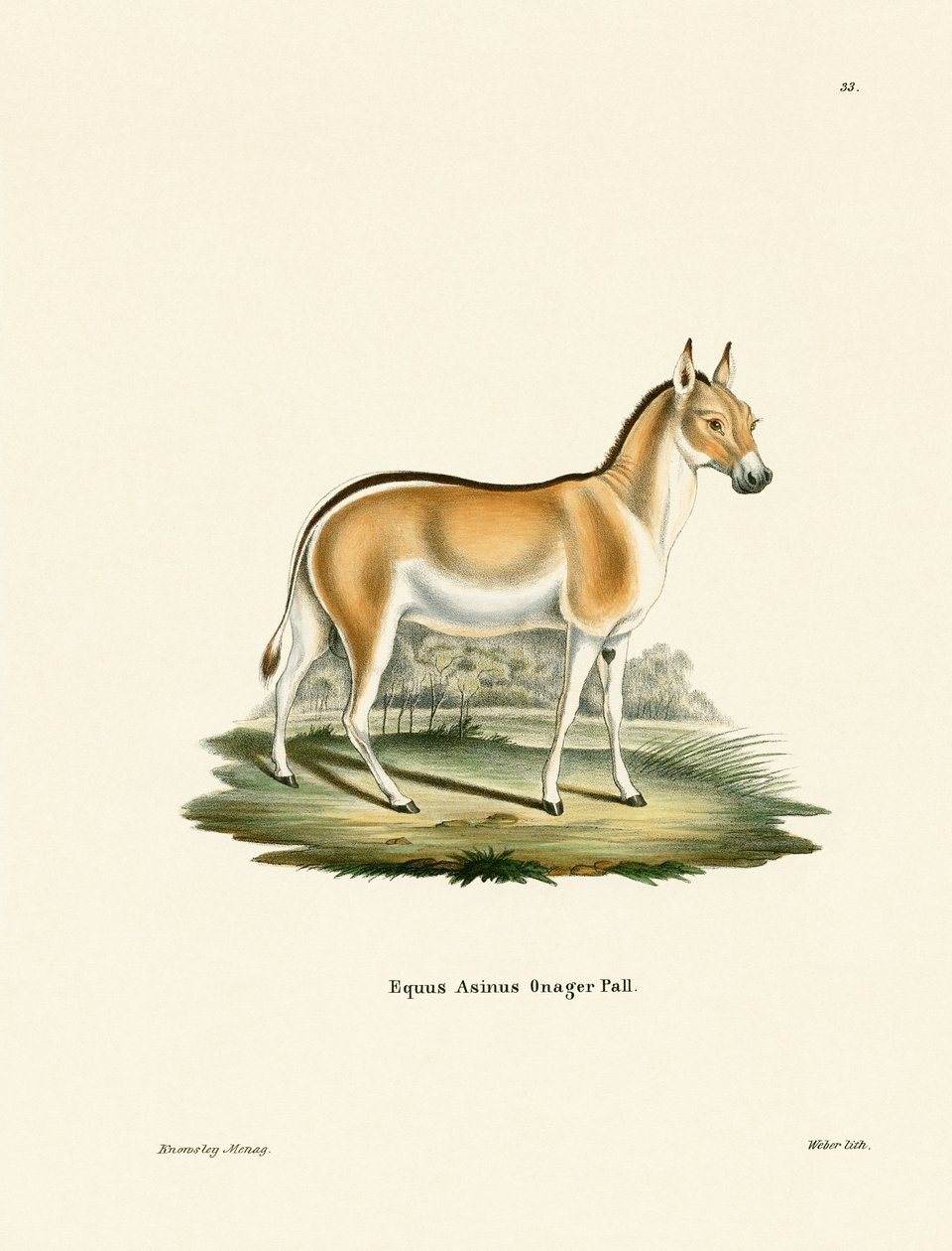 Asian Wild Ass by German School