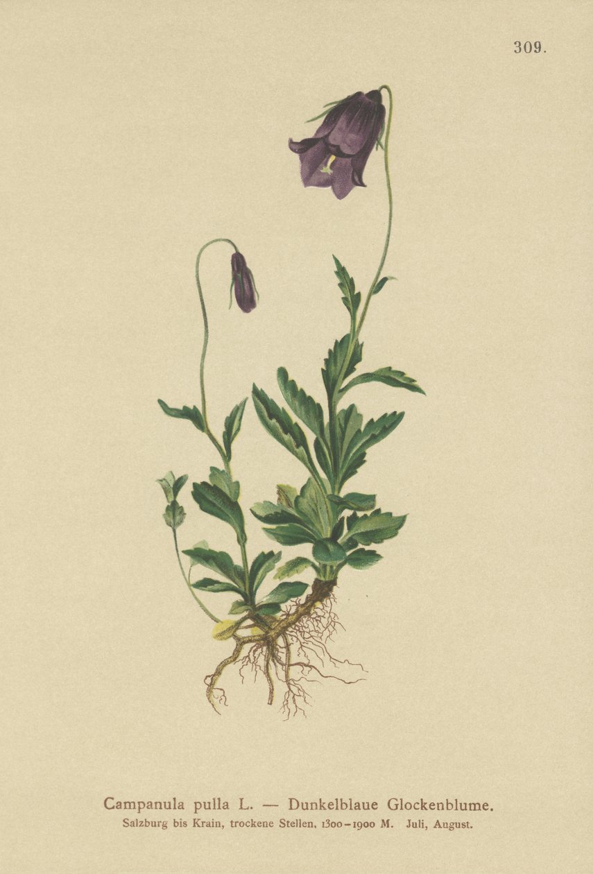 Austrian Bellflower by German School