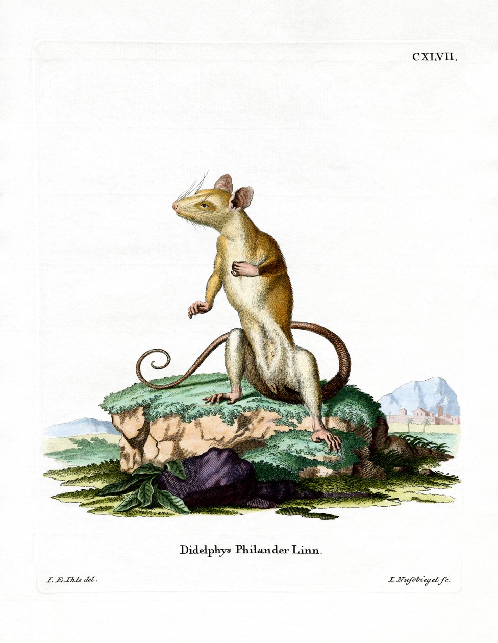 Bare-tailed Woolly Opossum by German School