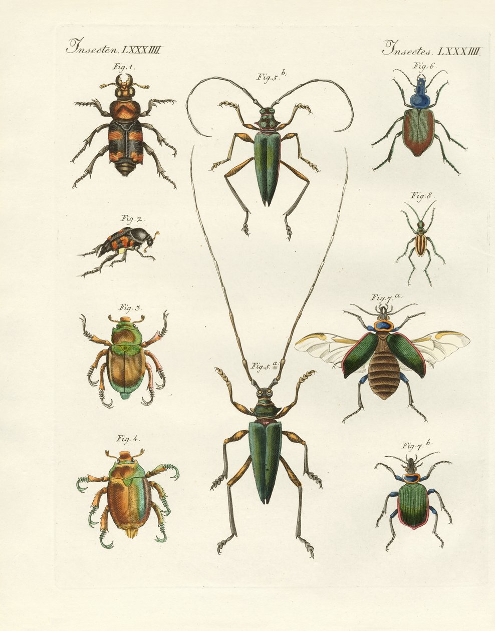 Beautiful Beetles by German School
