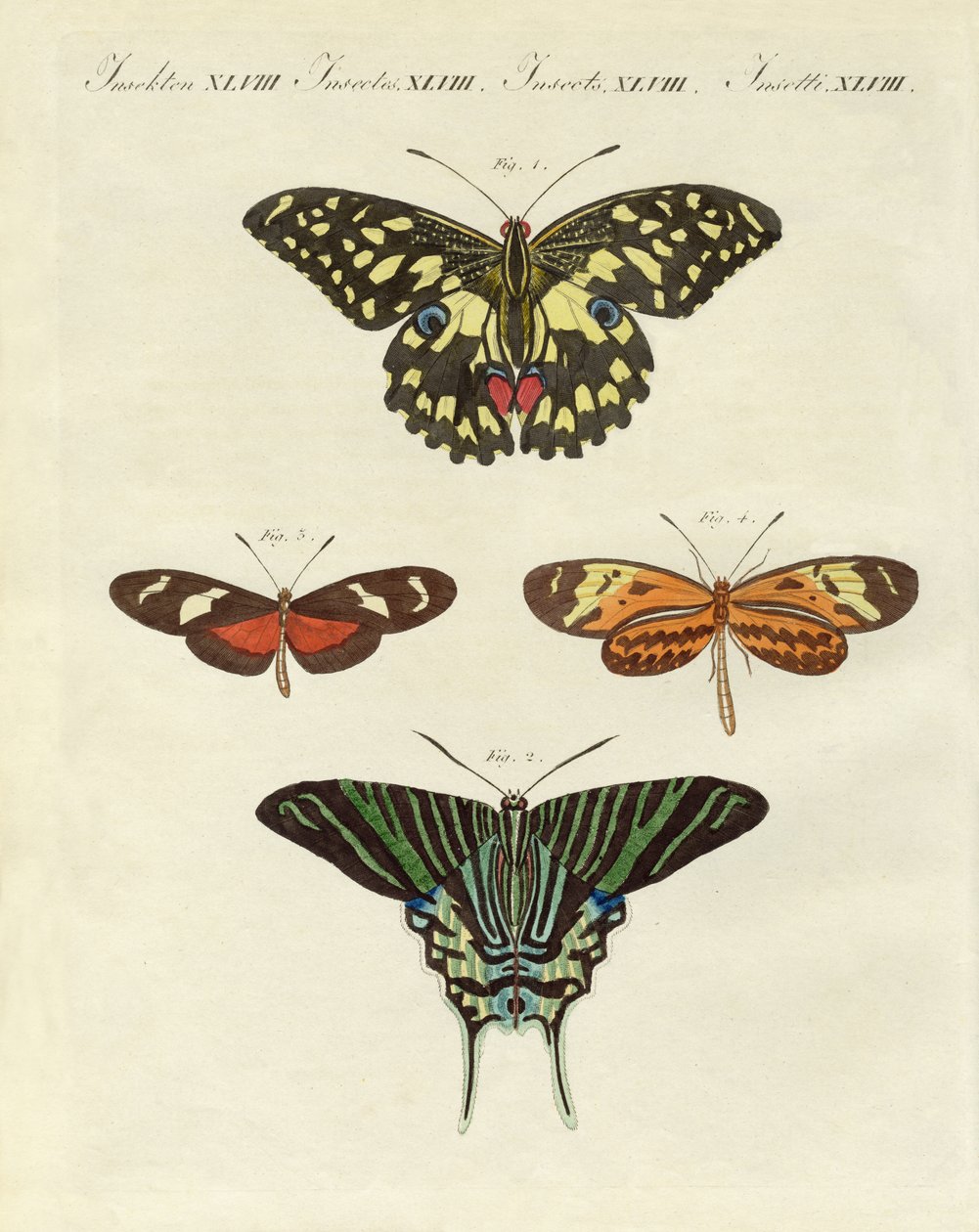 Beautiful Foreign Butterflies by German School