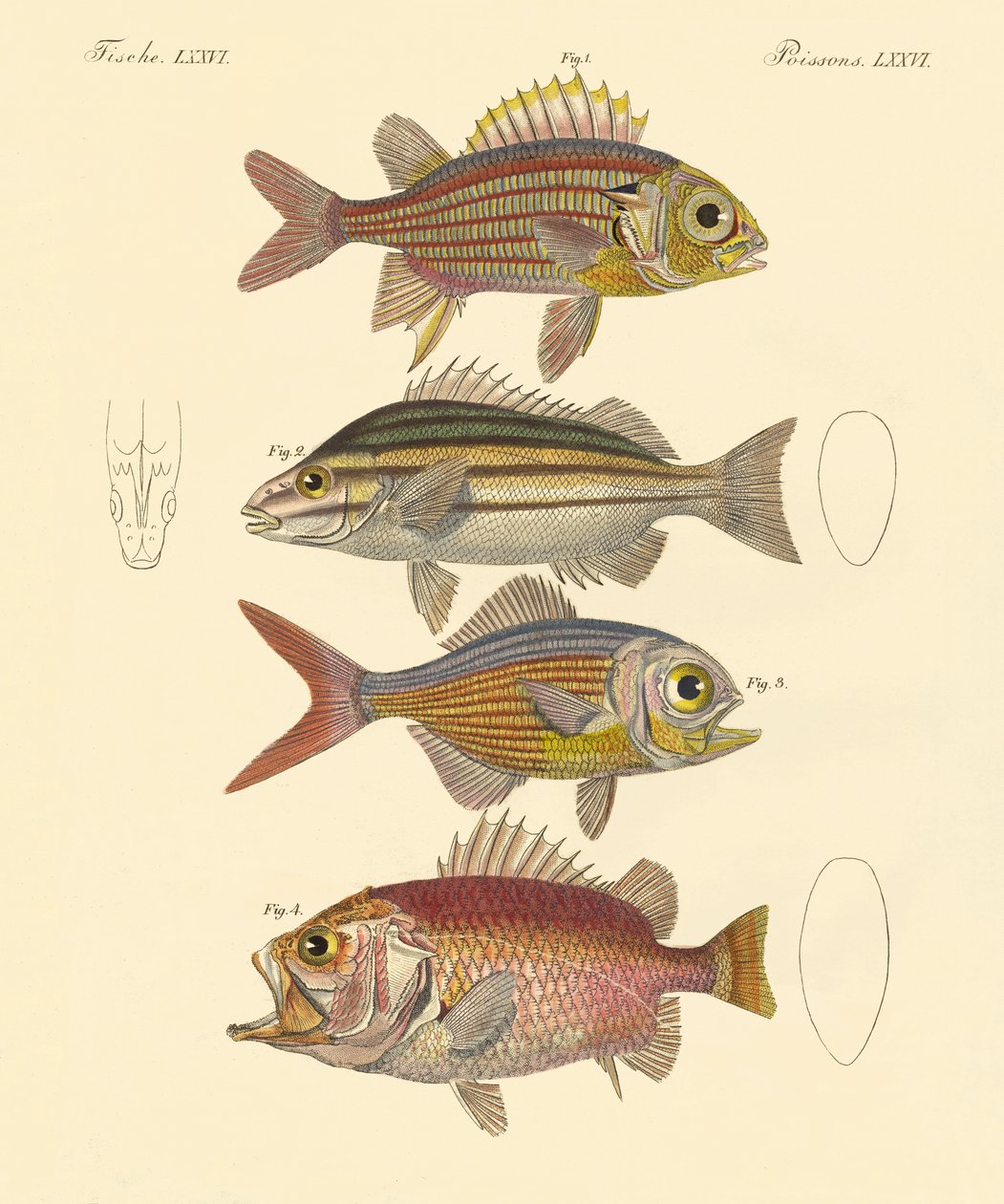 Beautiful Seabass-like Fish by German School
