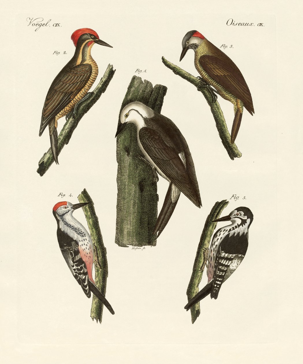 Beautiful Woodpeckers by German School