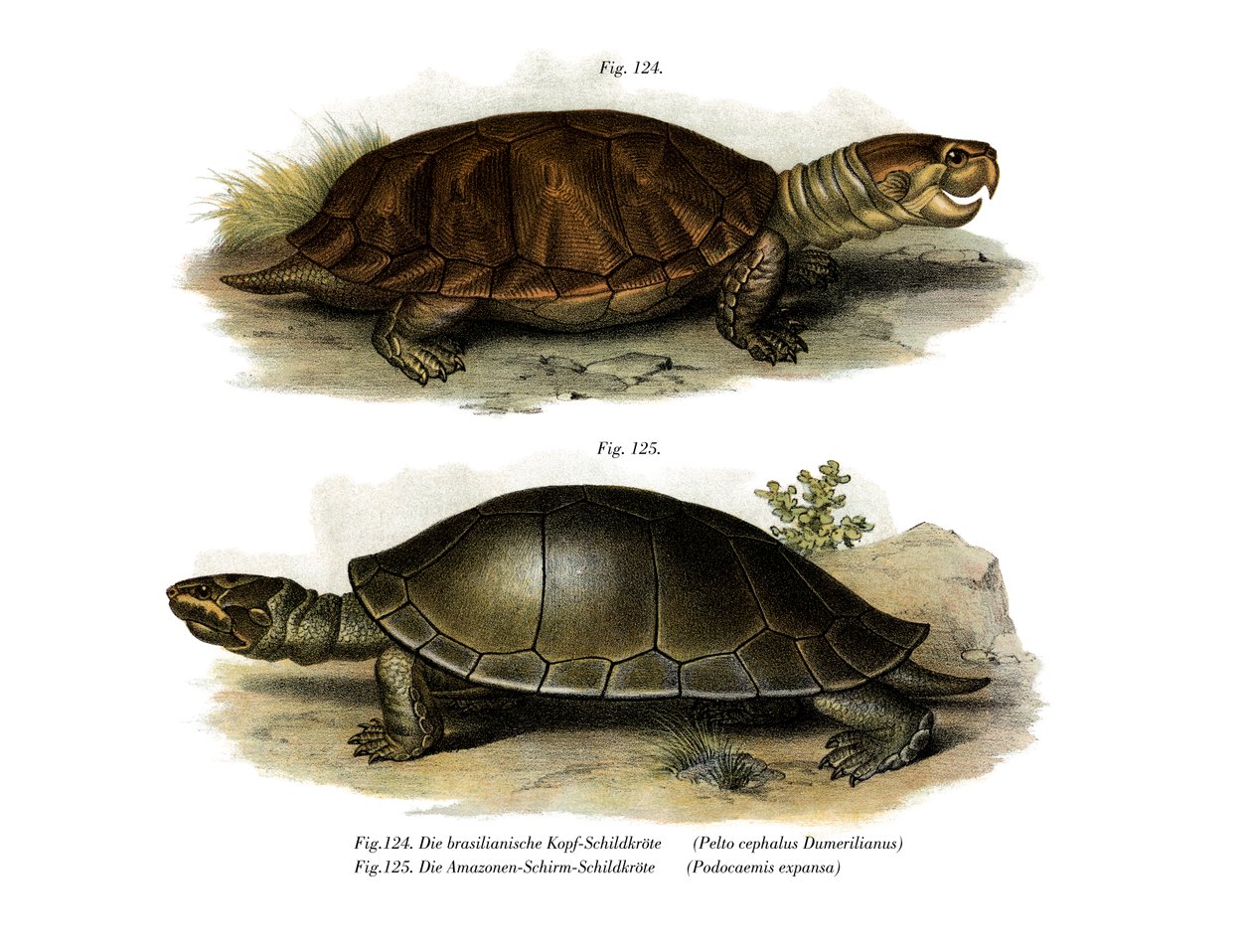 Big-headed Amazon River Turtle by German School