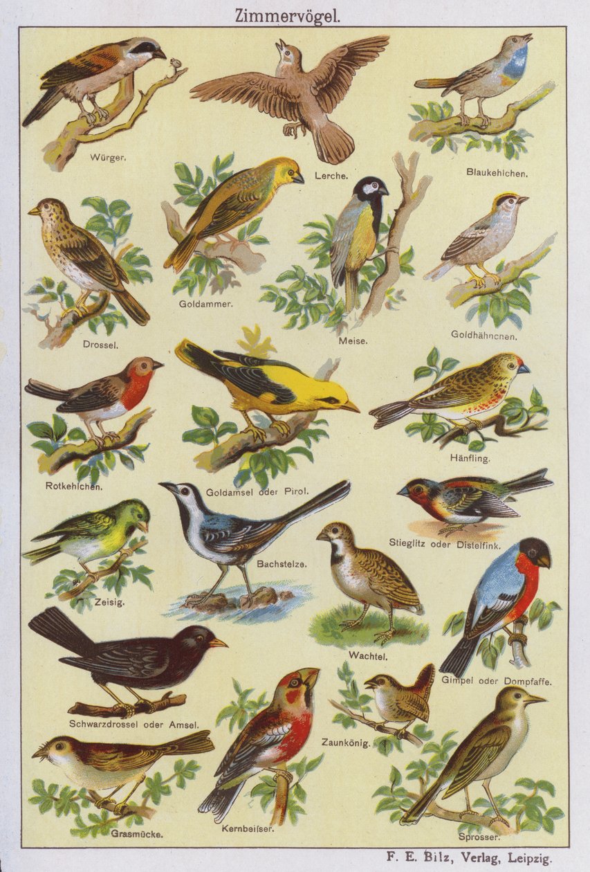 Birds by German School