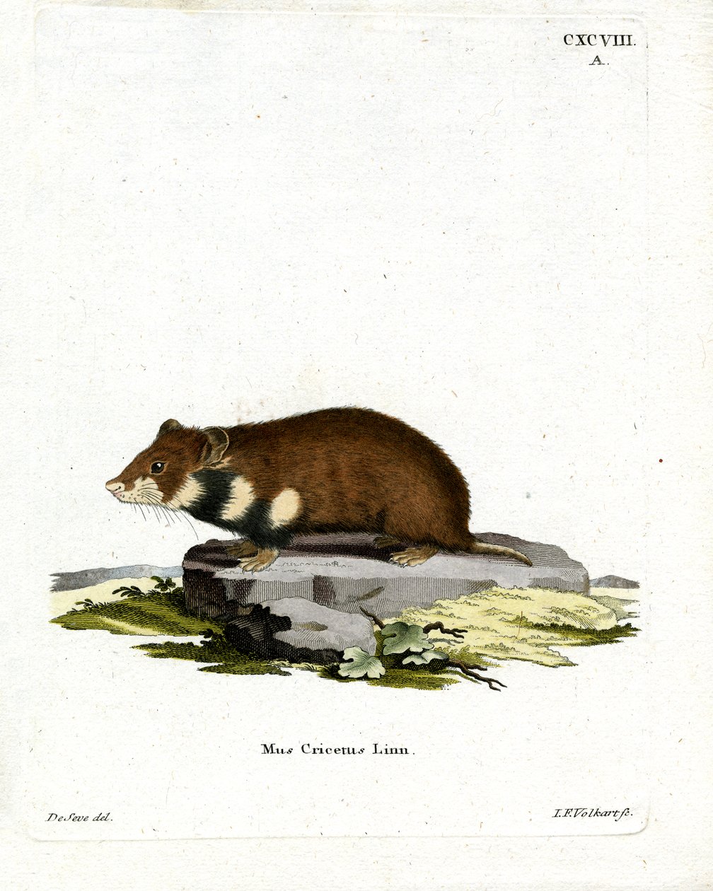Black-bellied Hamster by German School