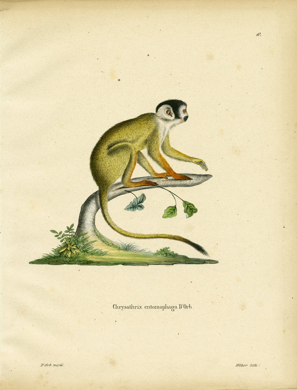 Black-headed Squirrel Monkey by German School