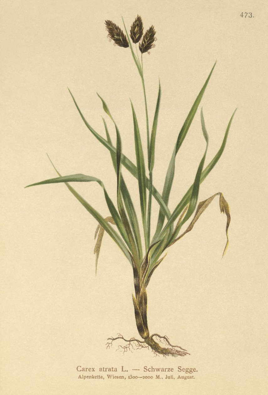 Black Alpine-sedge by German School