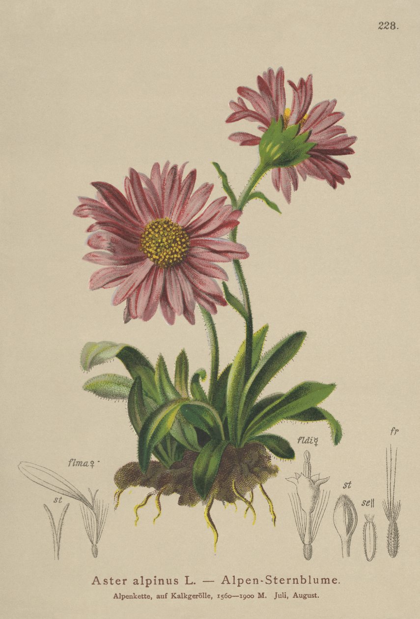Blue Alpine Daisy by German School