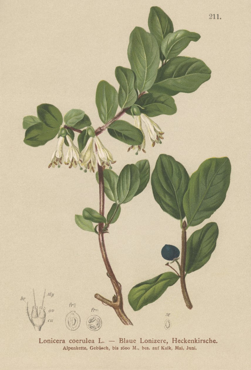 Blue Honeysuckle by German School