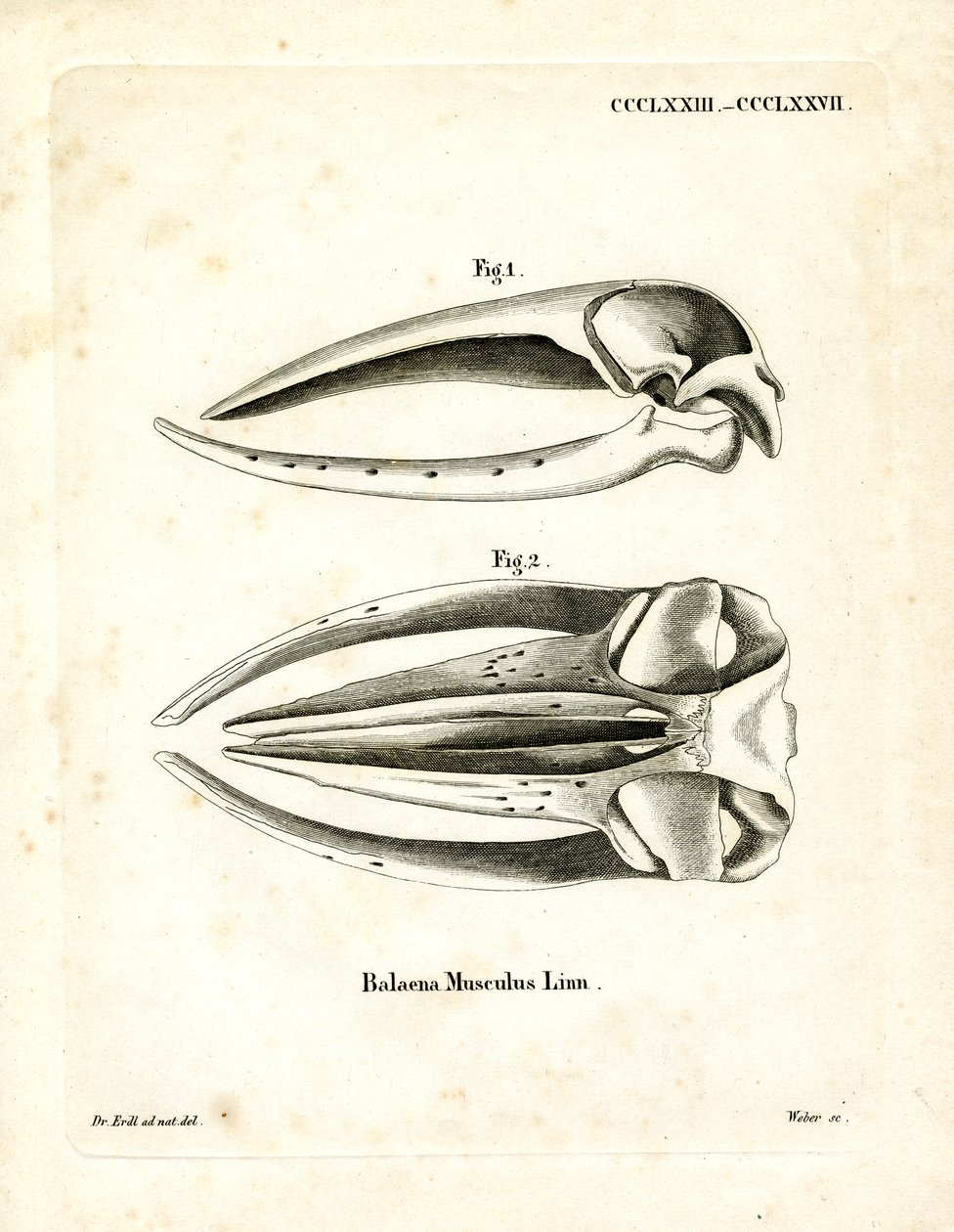 Blue Whale Skull by German School