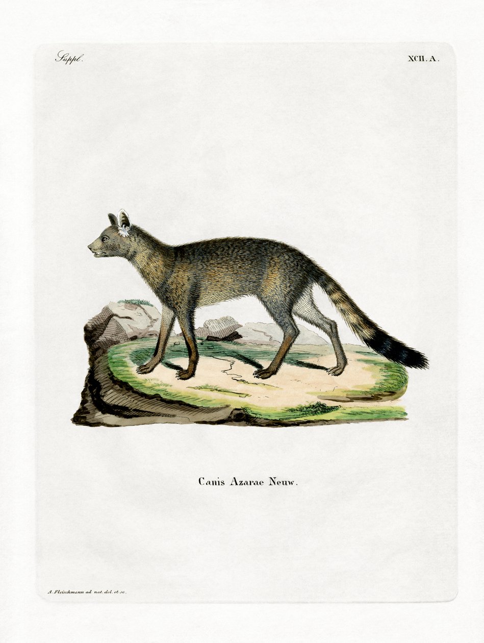Brazilian Fox by German School
