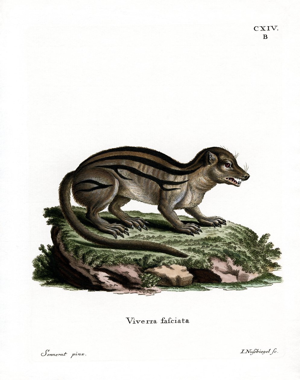 Broad-striped Malagasy Mongoose by German School