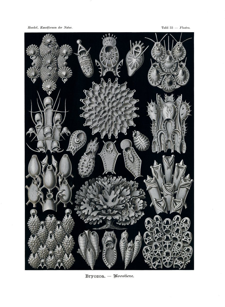 Bryozoa by German School