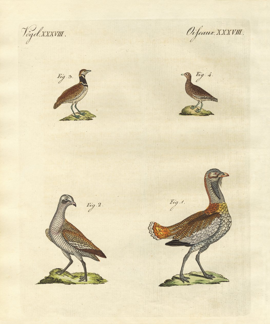 Bustards by German School