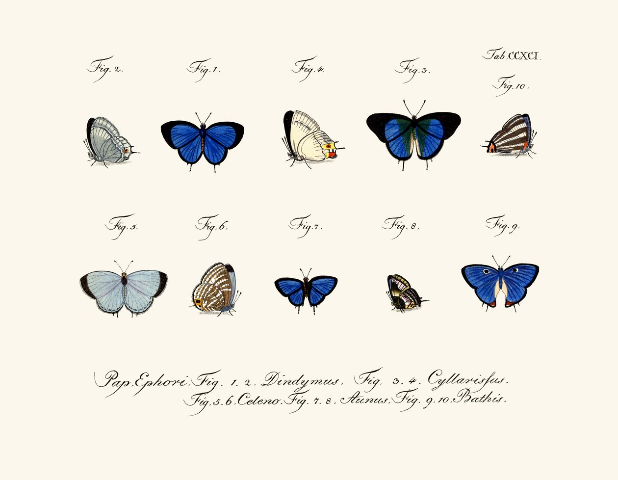 Butterflies by German School