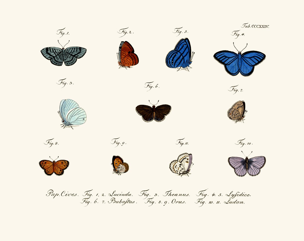 Butterflies by German School