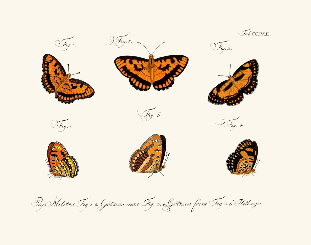 Butterflies by German School