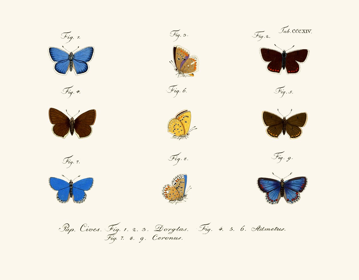 Butterflies by German School