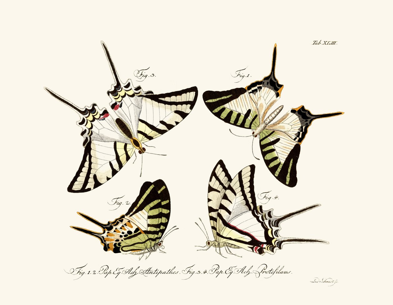 Butterflies by German School