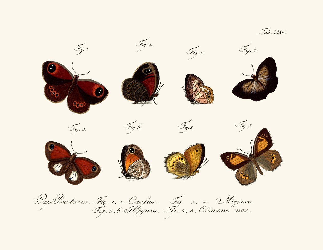 Butterflies by German School