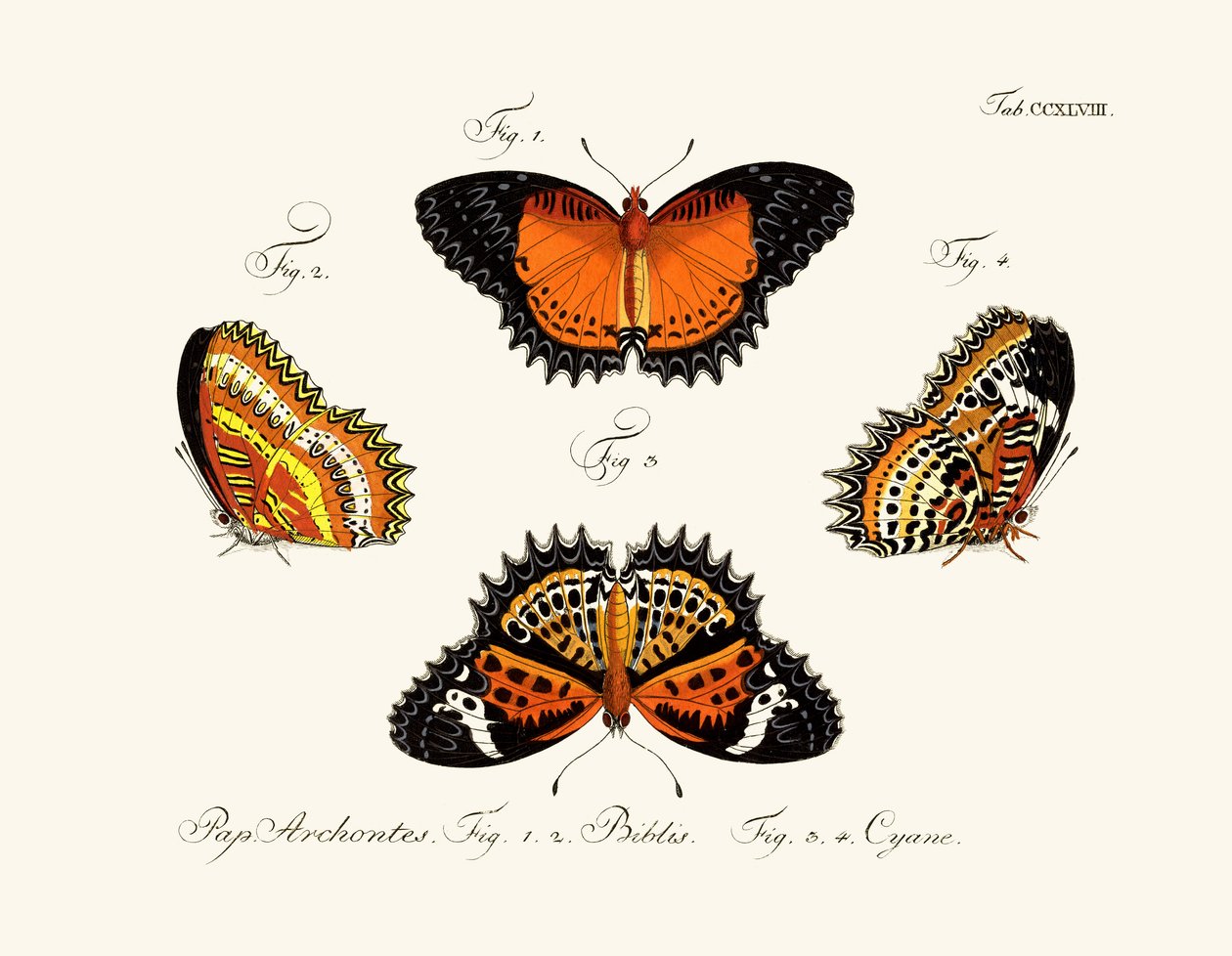 Butterflies by German School