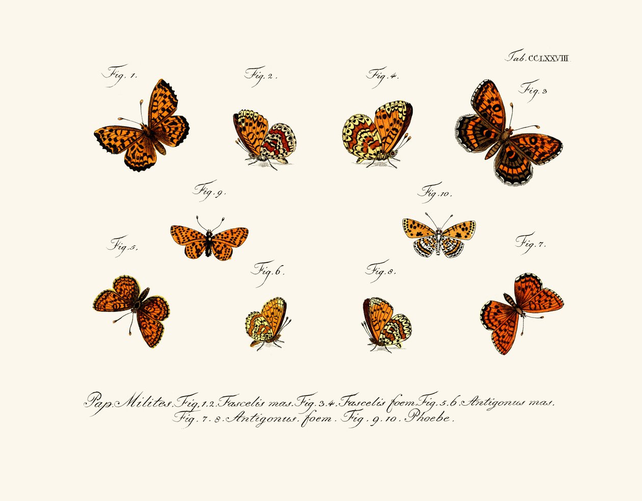 Butterflies by German School