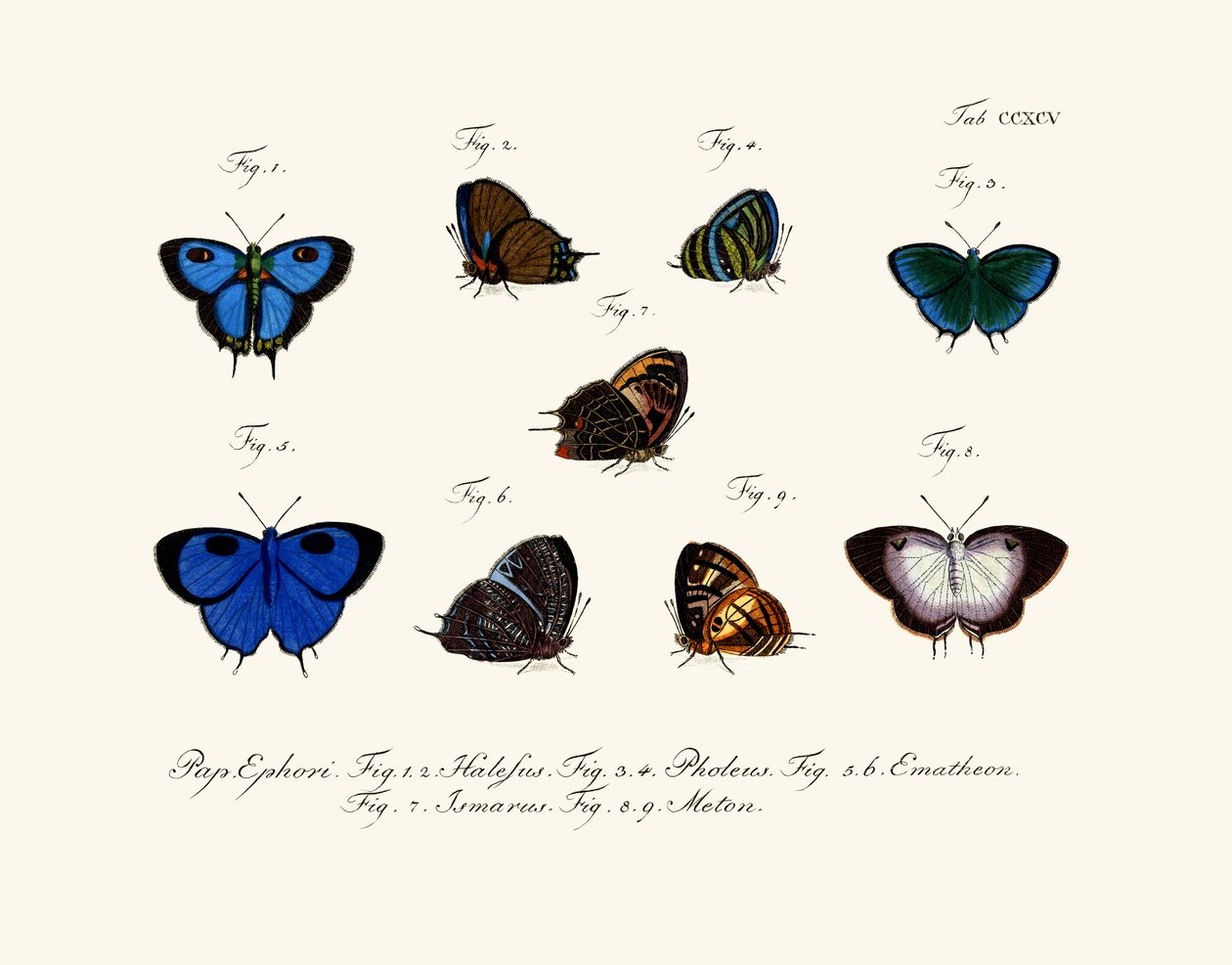 Butterflies by German School