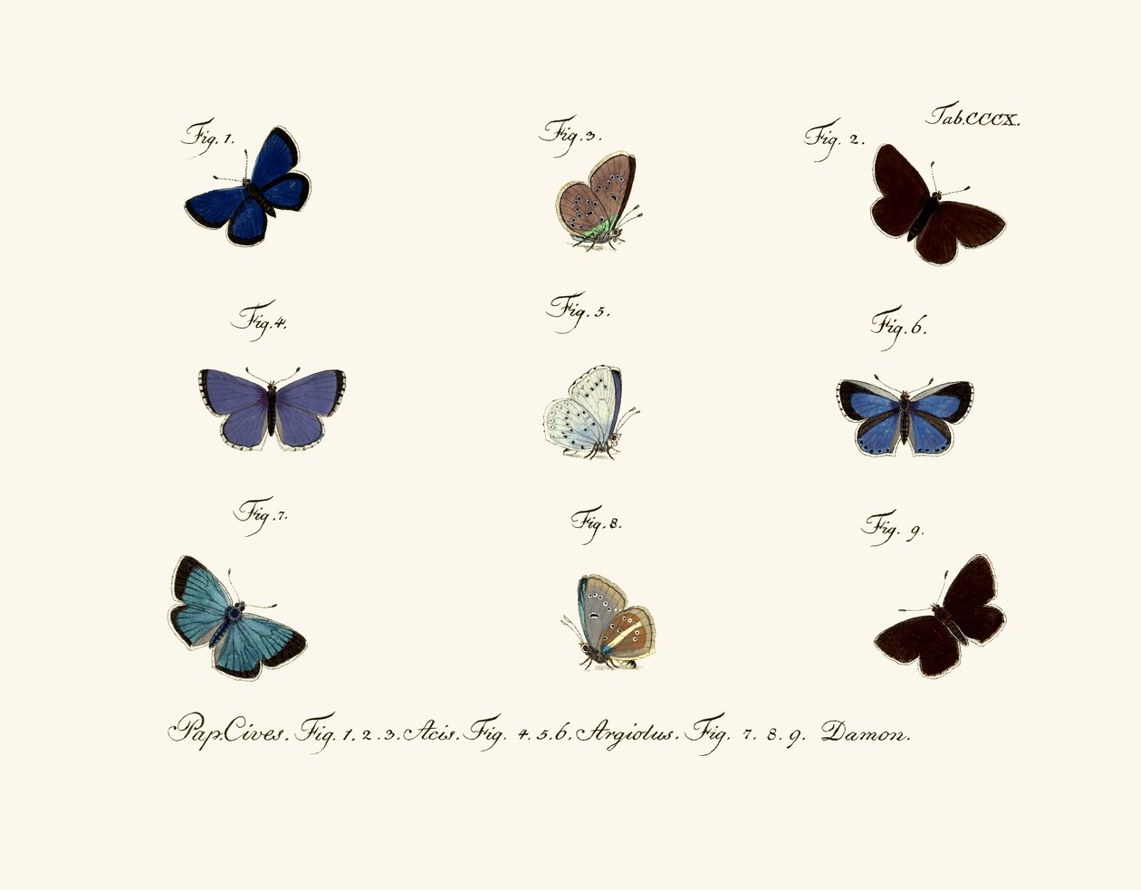 Butterflies by German School