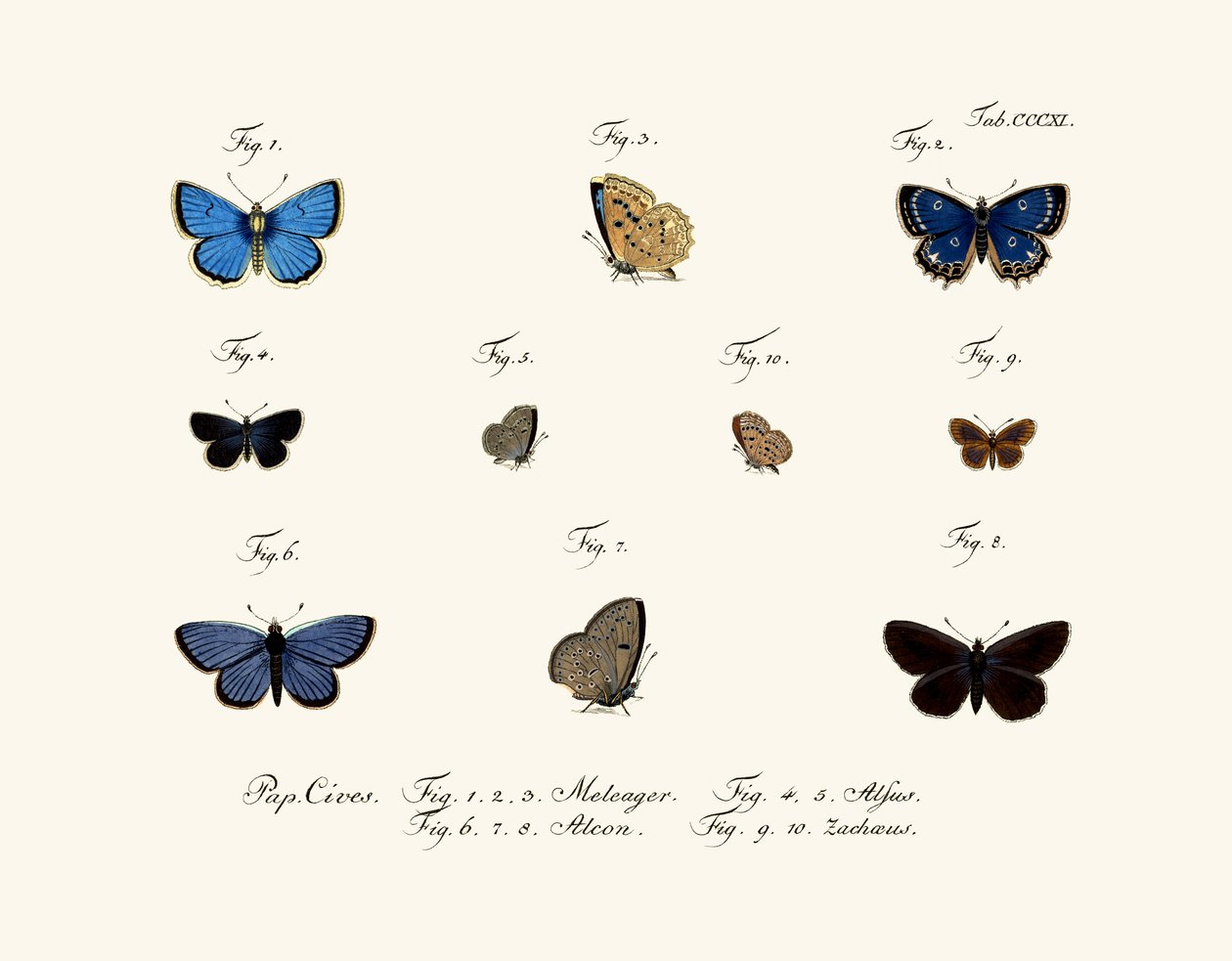 Butterflies by German School