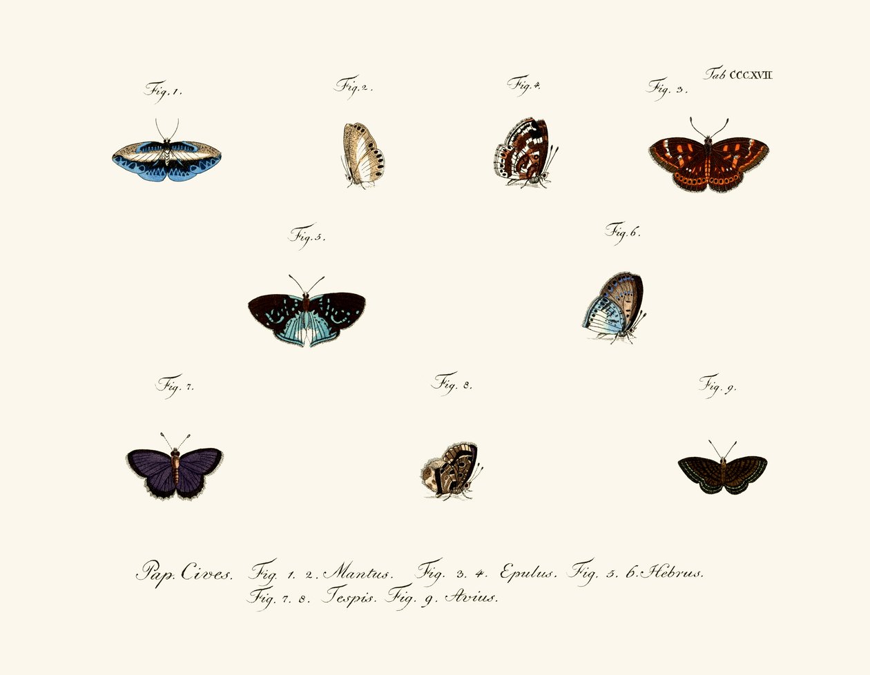 Butterflies by German School