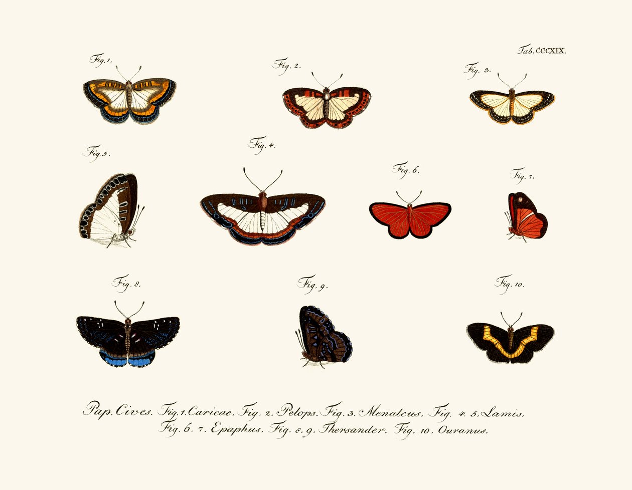 Butterflies by German School