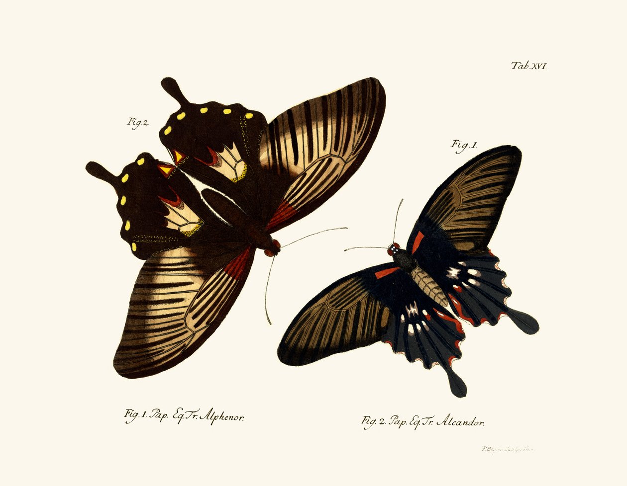 Butterflies by German School