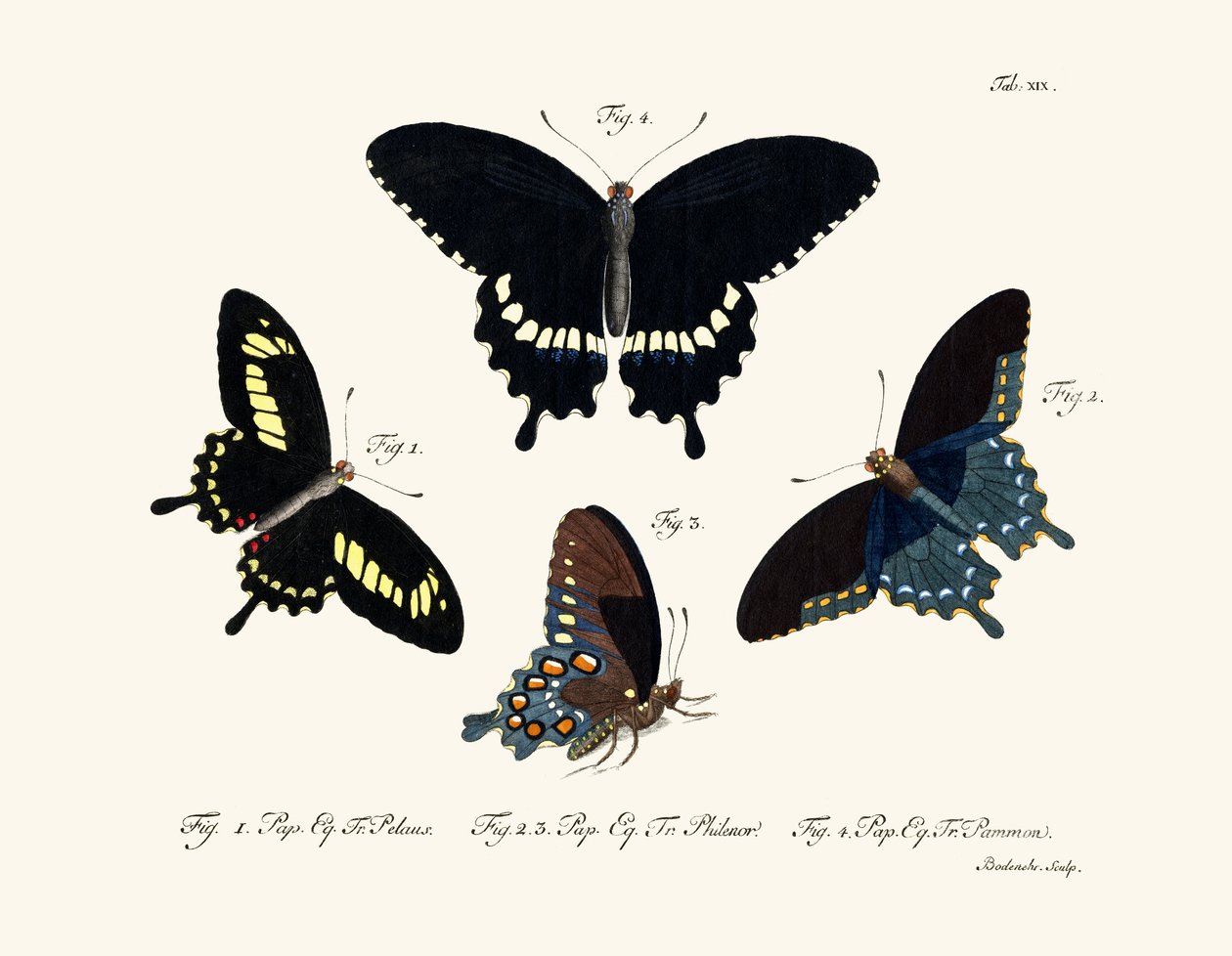 Butterflies by German School