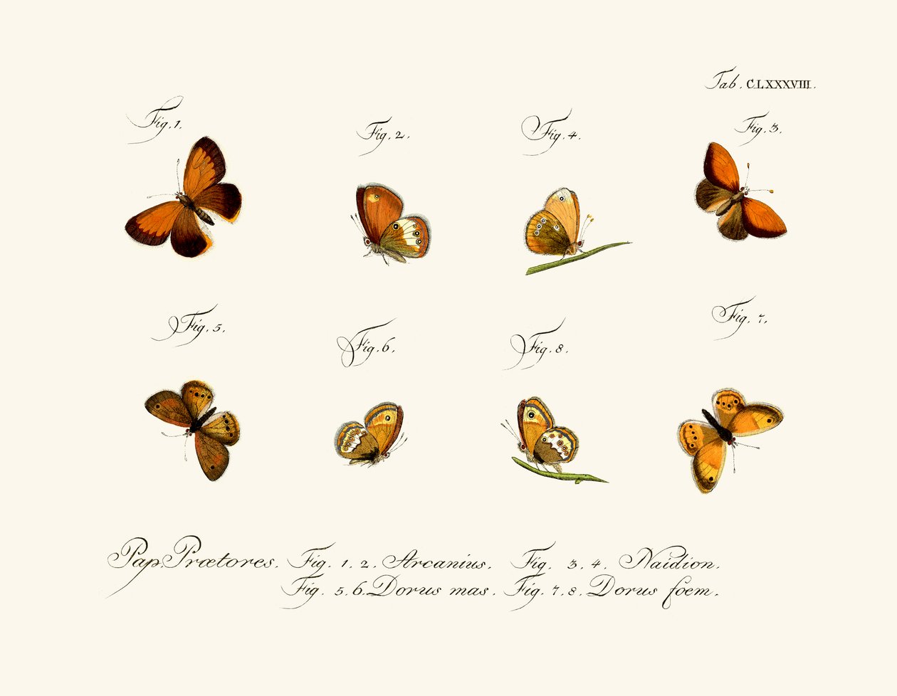 Butterflies by German School