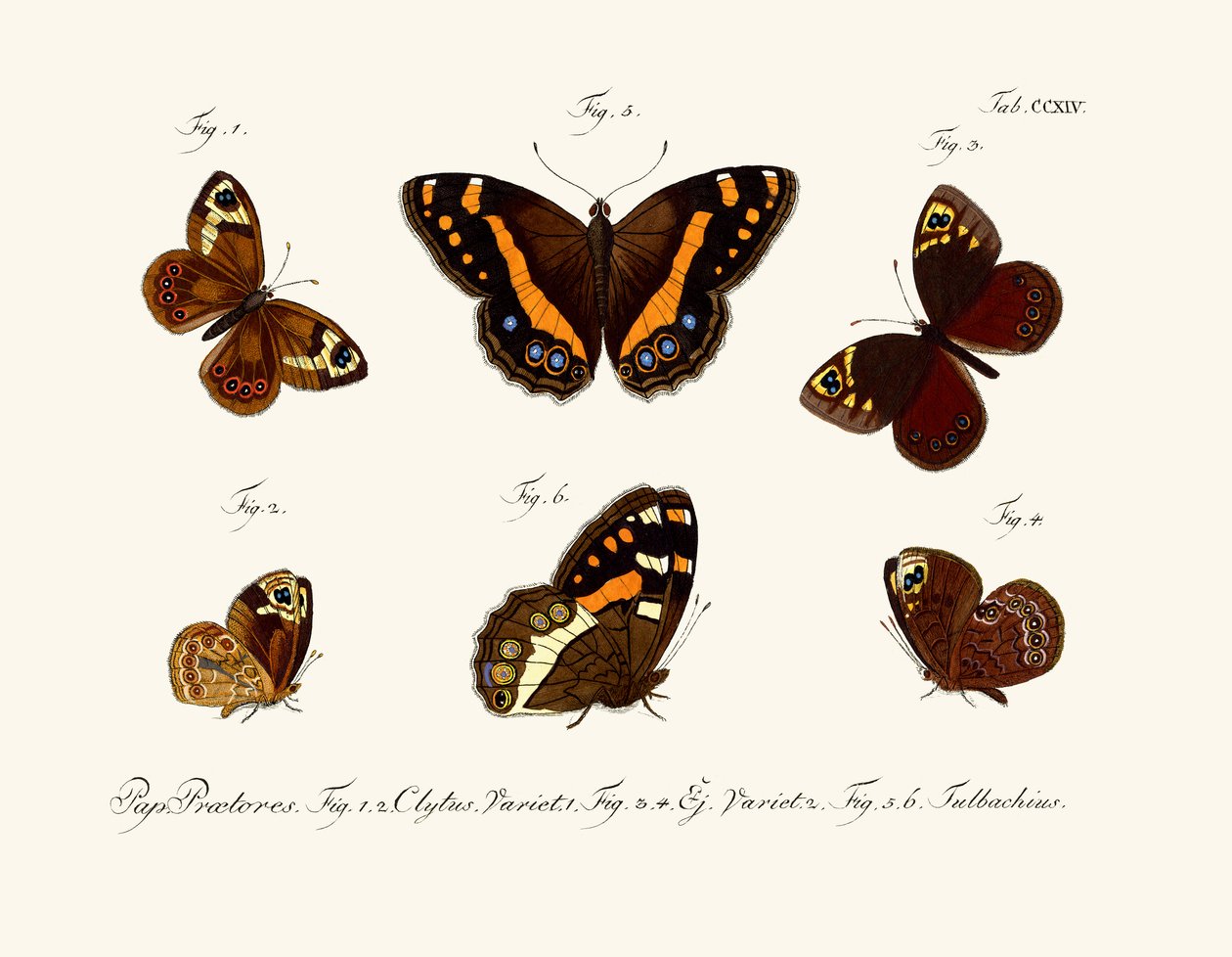 Butterflies by German School