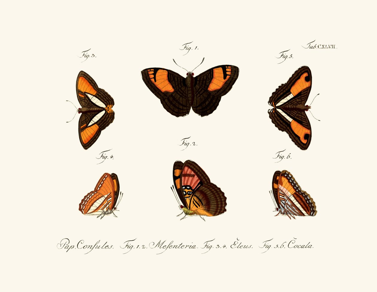 Butterflies by German School