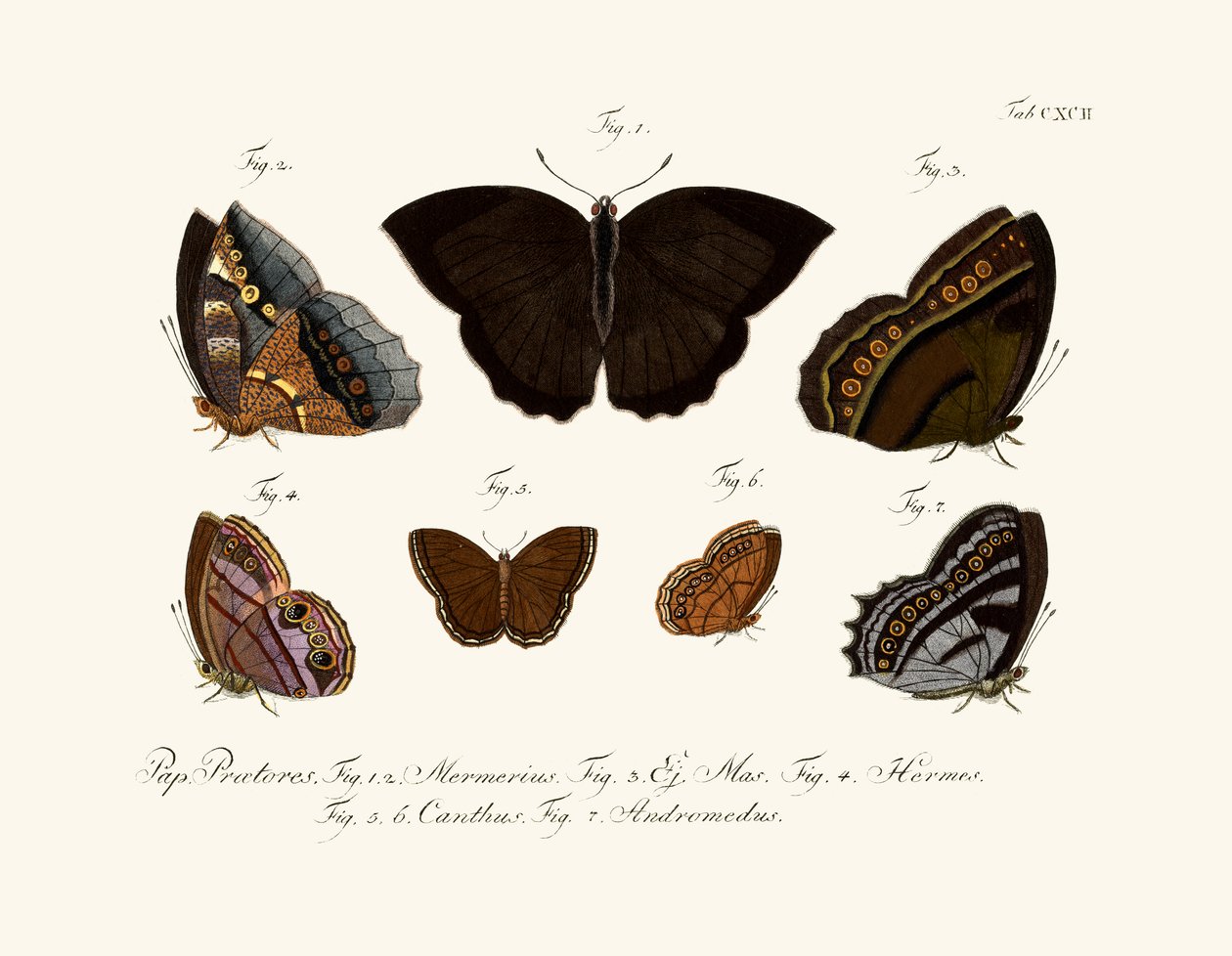 Butterflies by German School
