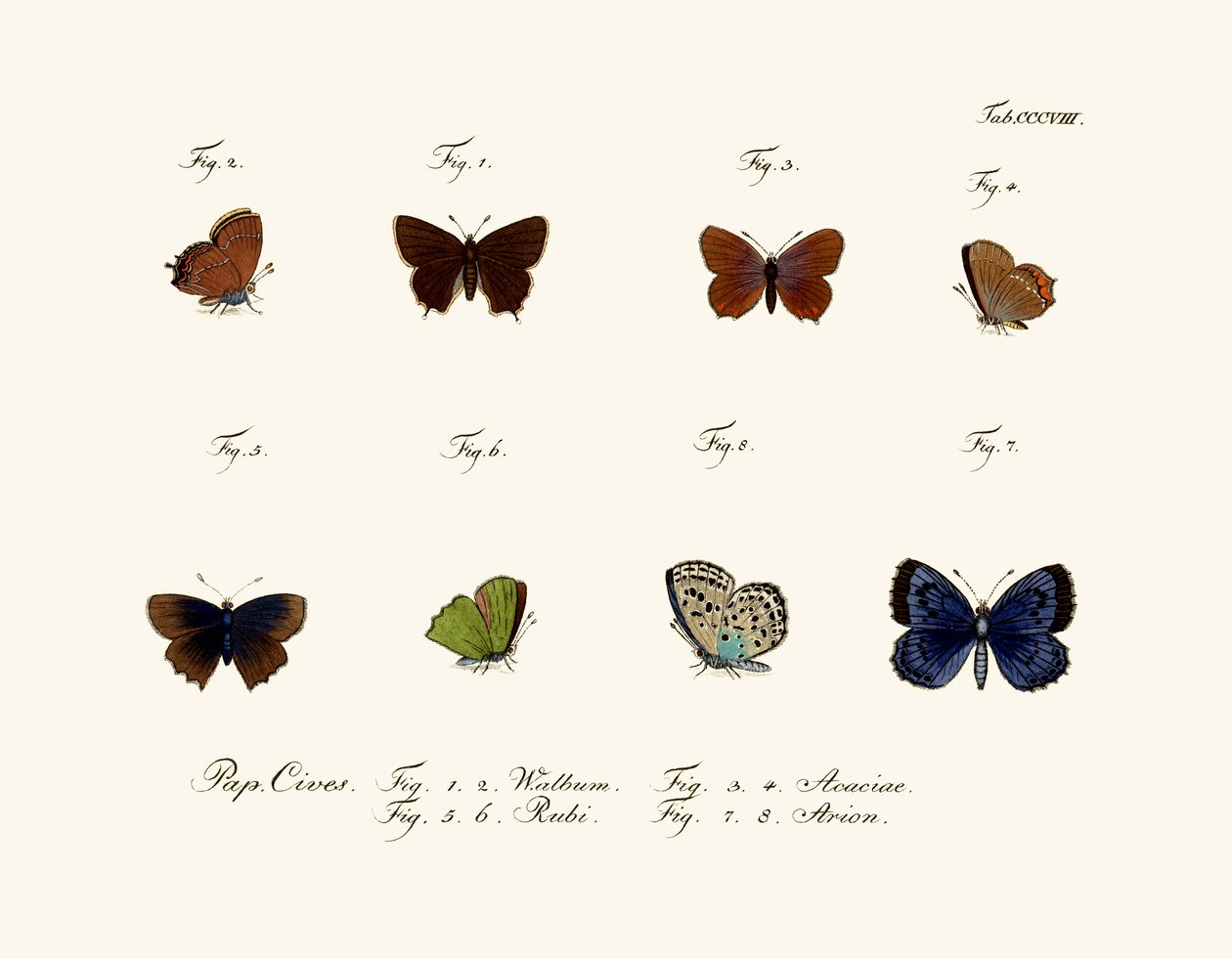 Butterflies by German School