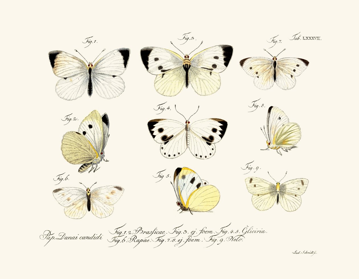 Butterflies by German School