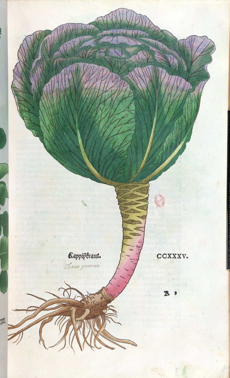 Cabbage, Botanical Plate by German School
