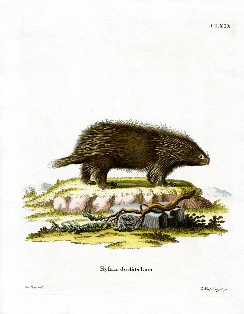 Canadian Porcupine by German School