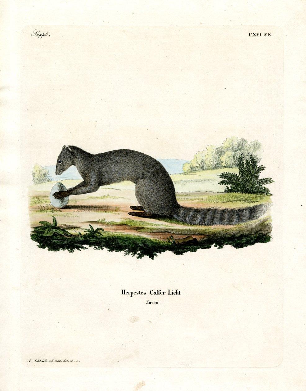 Cape Grey Mongoose by German School