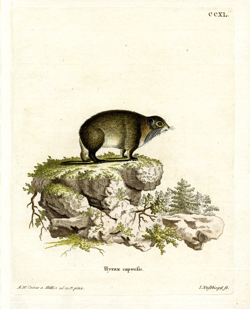 Cape Hyrax by German School