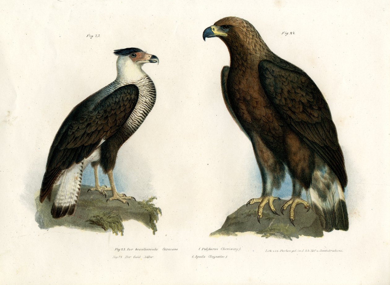 Caracara by German School