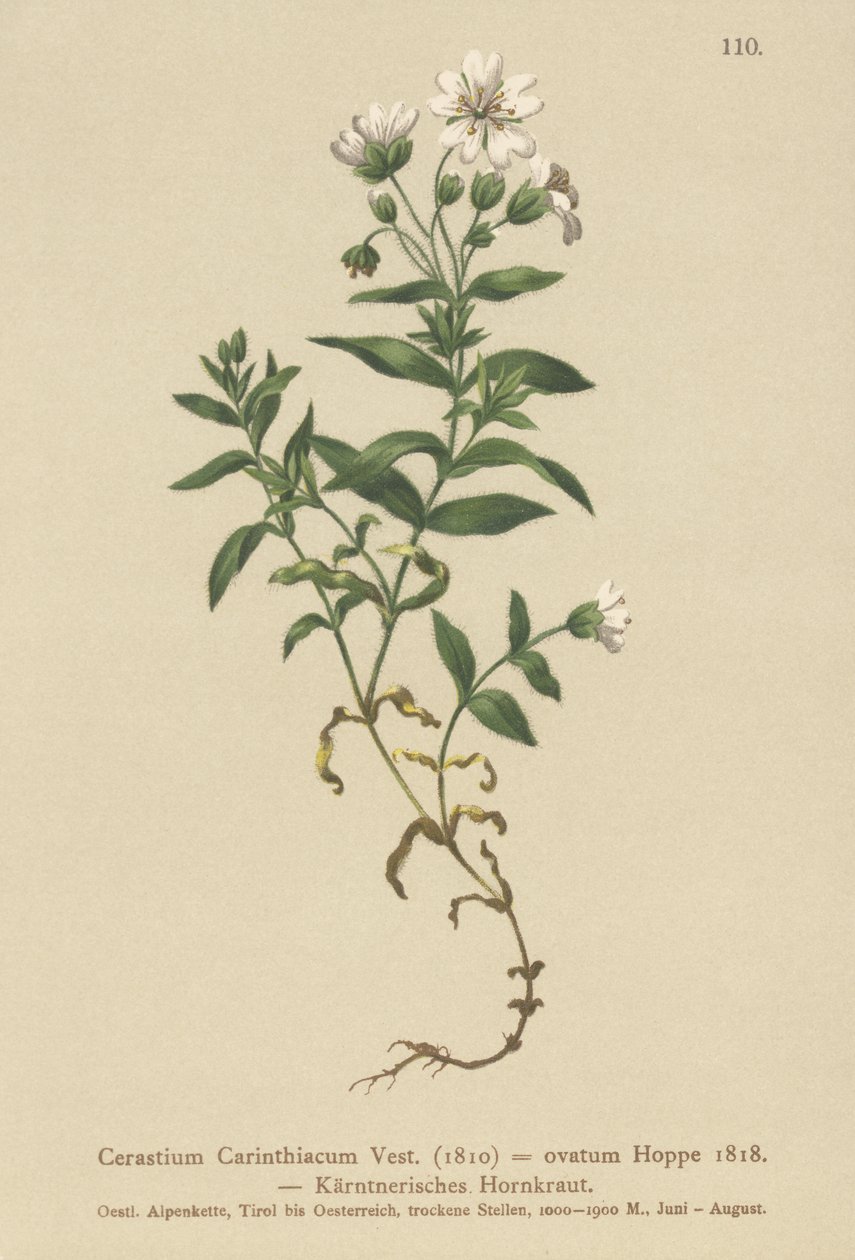 Carinthian Mouse-ear by German School