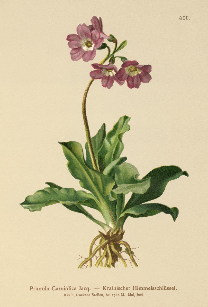 Carniolan Primrose by German School