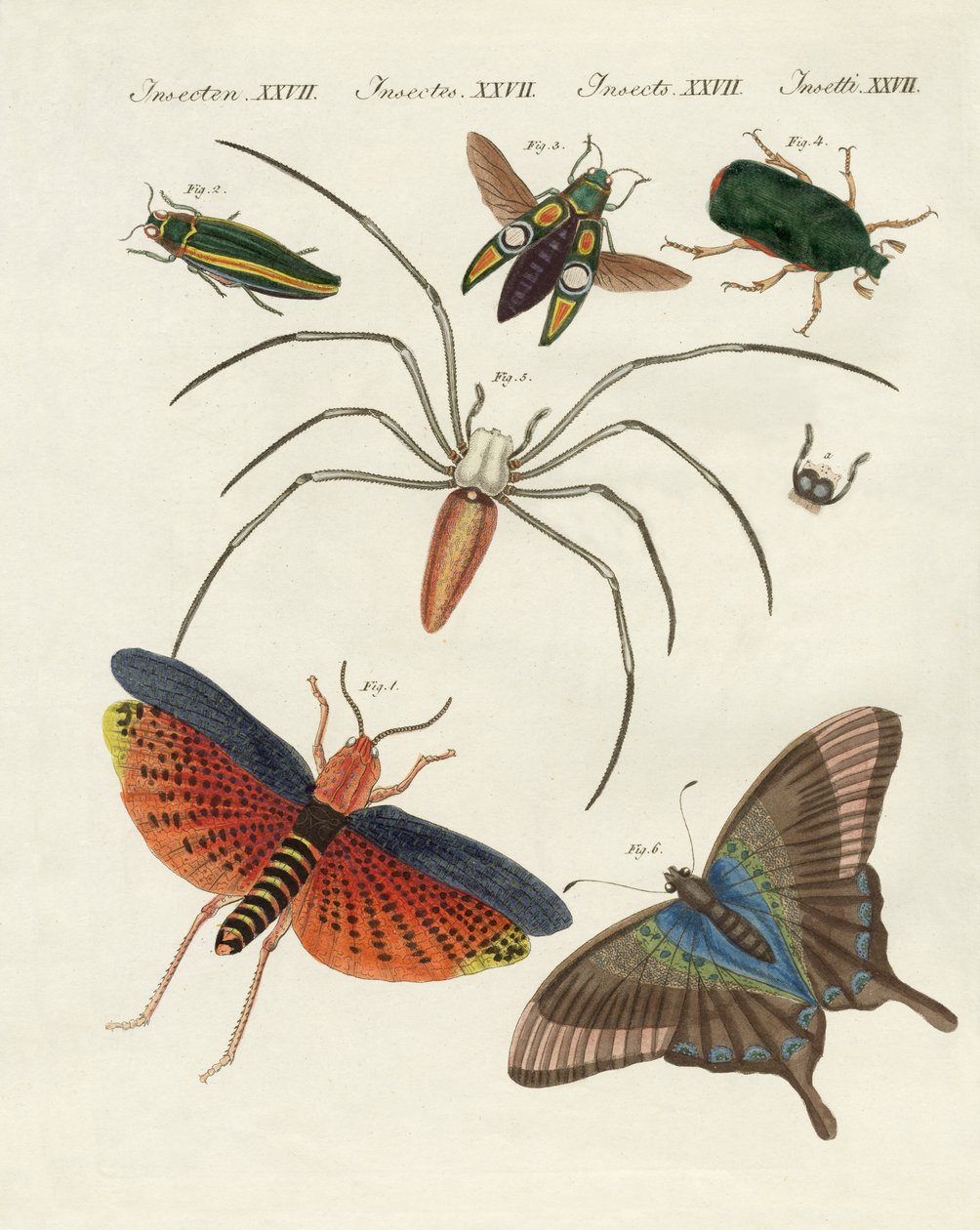 Chinese Insects by German School