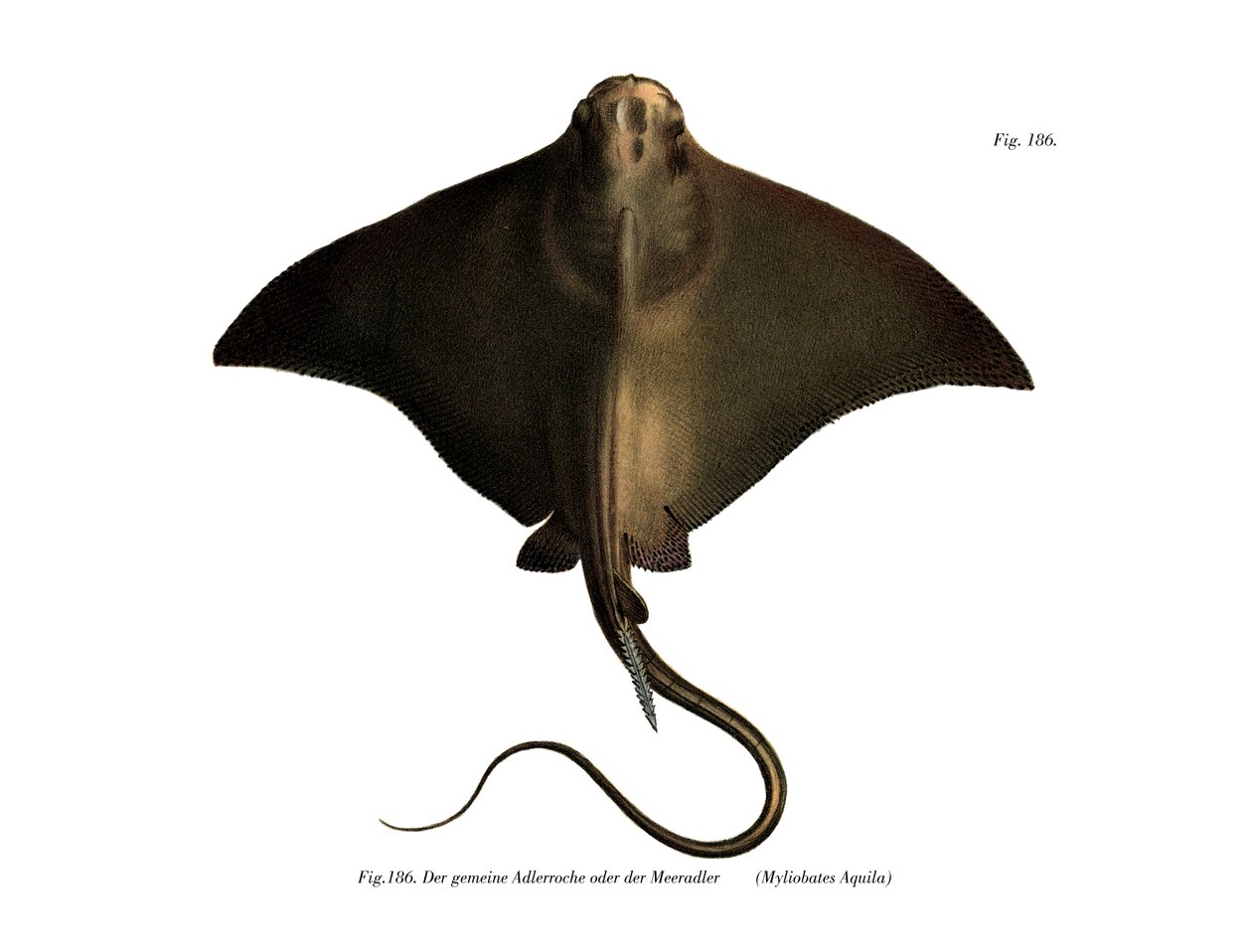 Common Eagle Ray by German School