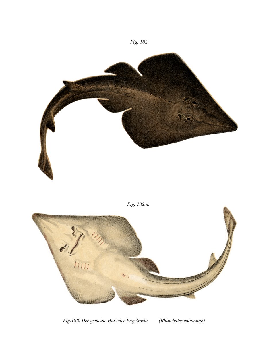 Common Guitarfish by German School